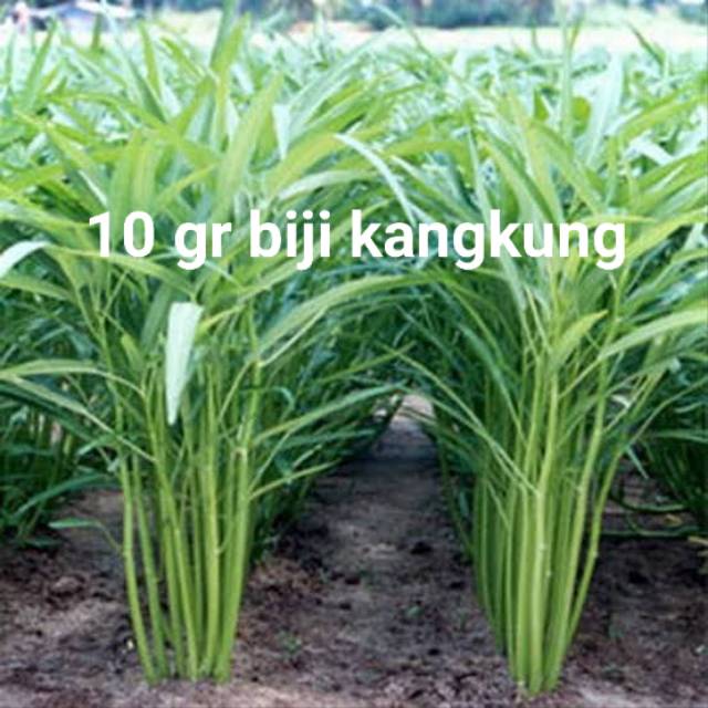 

10 gr biji kangkung repack rajawali