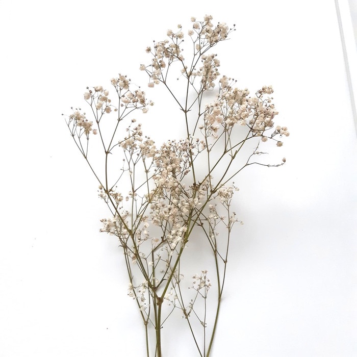 Bunga- Bunga Kering / Baby Breath Kering -Bunga.