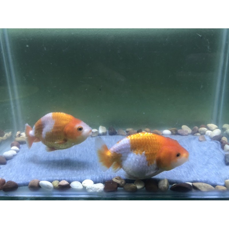 Ikan Mas Koki Ranchu/Rancu Hybrid Buffalo