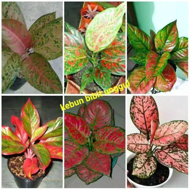 PROMO paket 6 jenis bunga  aglonema
