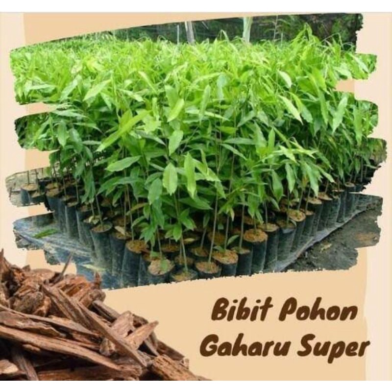 Bibit Pohon Kayu GAHARU aquilaria malaccensis min pembelian 10 batang bibit gaharu super bibit gahar