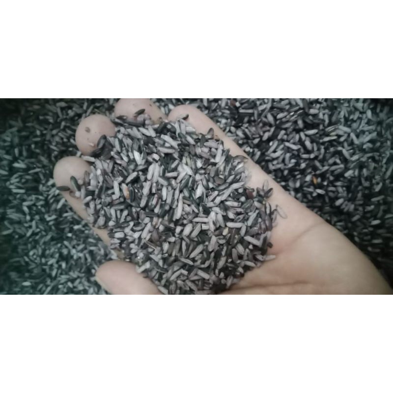 

KETAN HITAM SUPER - 500 GR