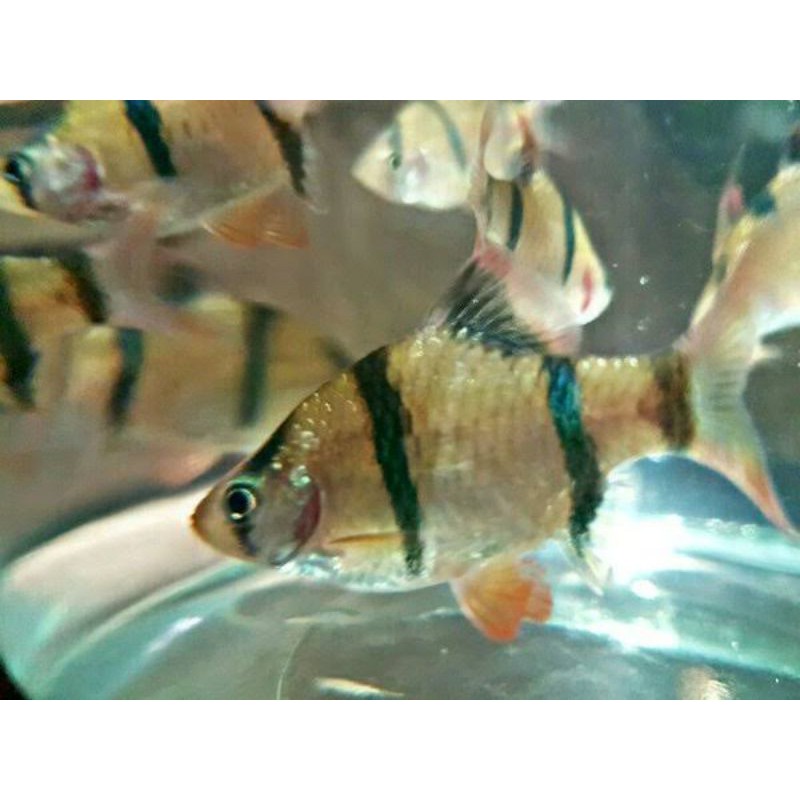 

ikan sumatra