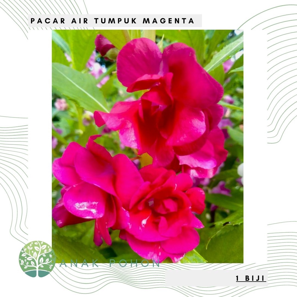 Benih Bibit Biji - Bunga Pacar Air Tumpuk MAGENTA Rose Balsam Impatiens Balsamina Flower Seeds