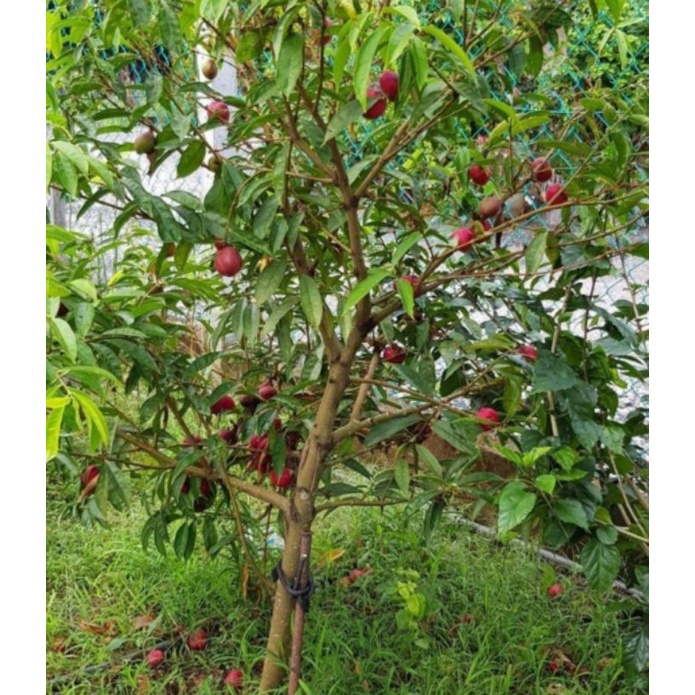

Buah Mahkota Dewa Segar / pcs