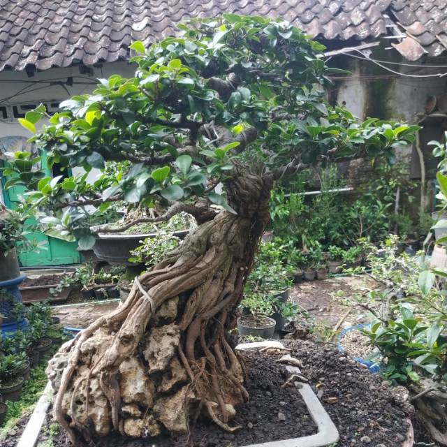 Bonsai beringin