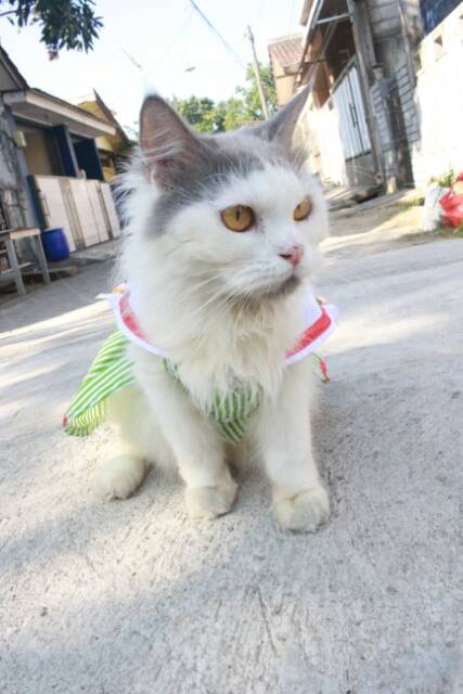 Dress strip hijau muda ala sailormoon untuk kucing dan anjing size S M L XL