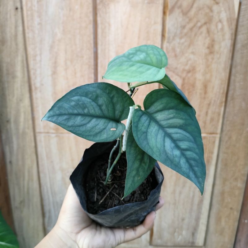 Tanaman Hias Scindapsus Lucens