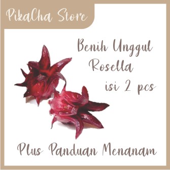 Benih Rosella Unggul Super Murah