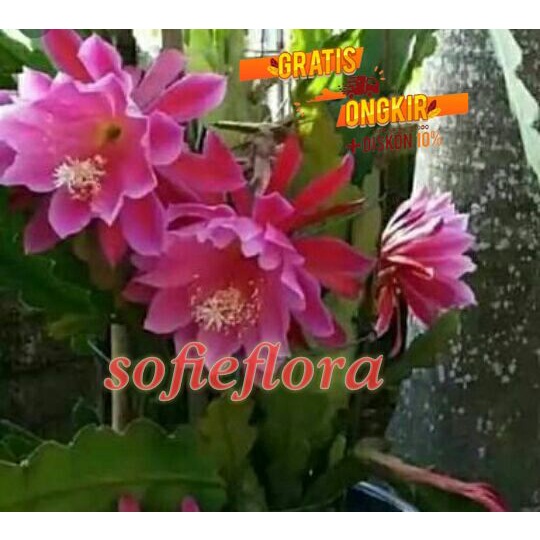 TANAMAN HIAS WIJAYA KUSUMA BUBGA MERAH - bibit Wijaya Kusuma bunga merah /BUNGA HIDUP TANAMAN HIAS G