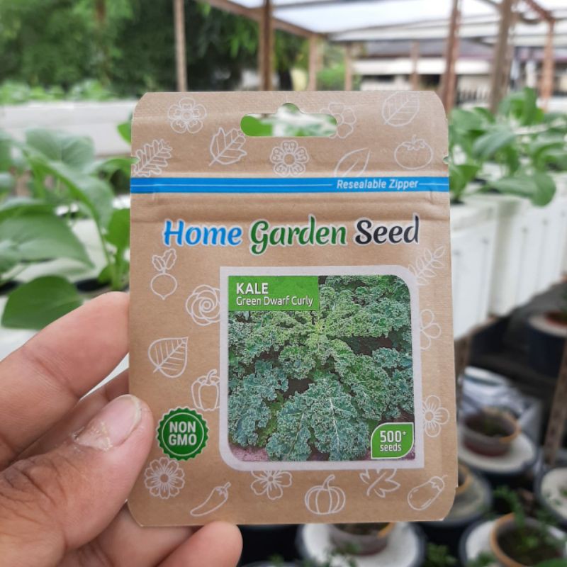Bibit Kale / Benih Sayur Hidroponik Kale Green Dwarf Curly Original Pack 250 Benih