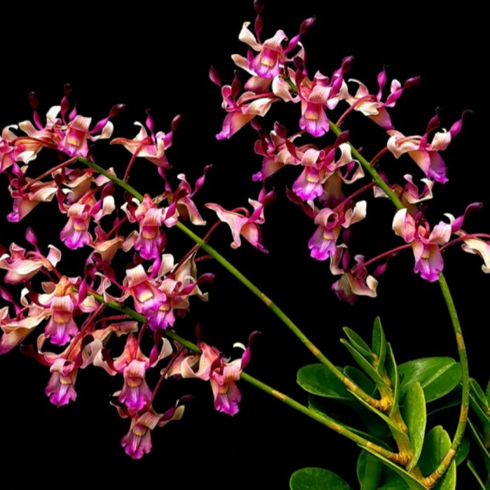 anggrek dendrobium tangerinum dewasa siap terbaru