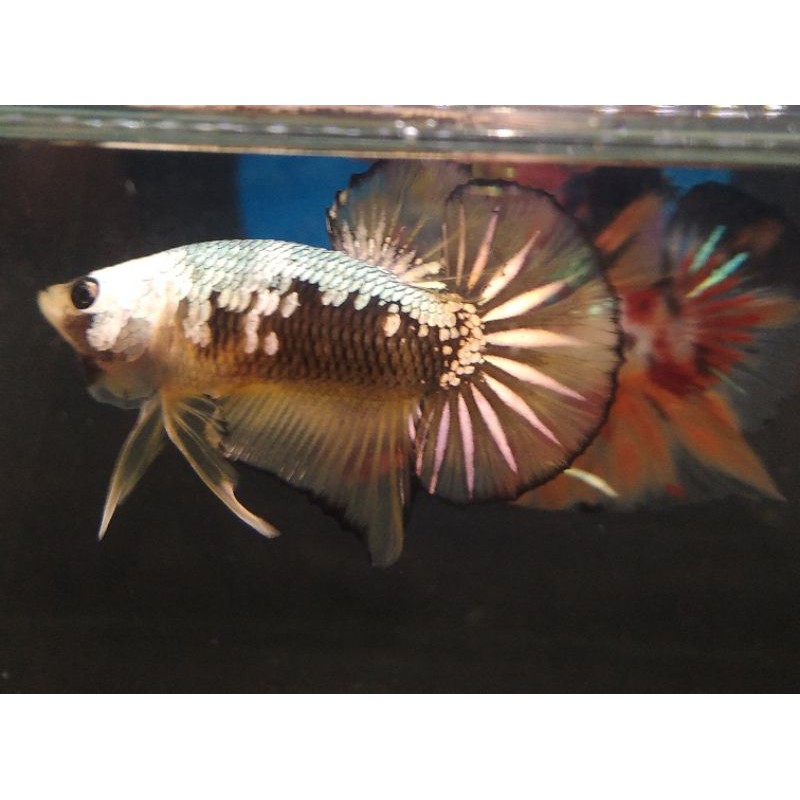 IKAN CUPANG YELLOW SAMURAI GOLD COPPER