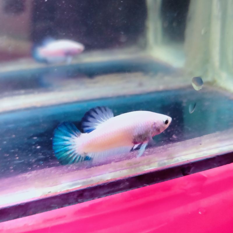 

blue rim sepasangl(khusus pelanggan)