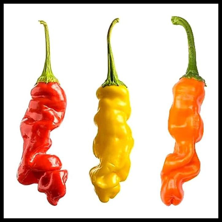 BENIH / BIBIT / BIJI - CABE PORNO PETER PEPPER MIXED 5 BIJI - IMPORT