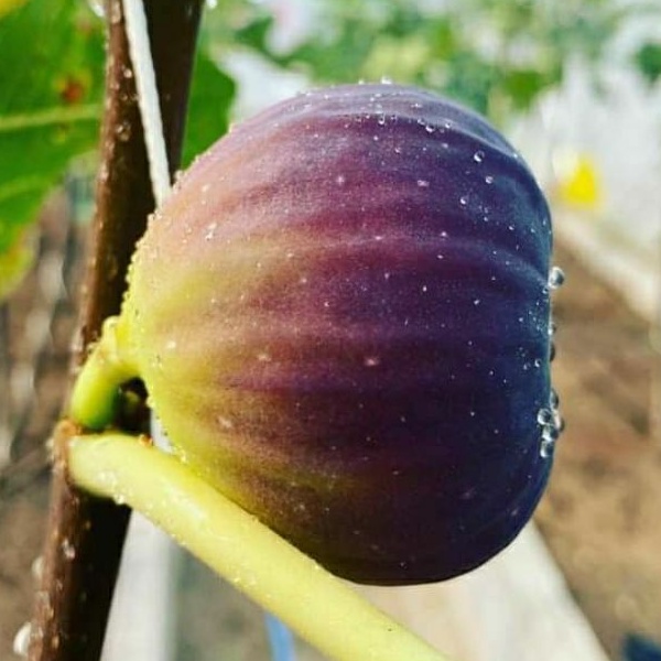 Bibit buah tin TEXAS BLUE GIANT | cangkok bibit pohon tin