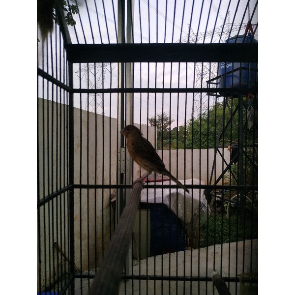 Burung Kenari JANTAN LOPER rasa AF termurah