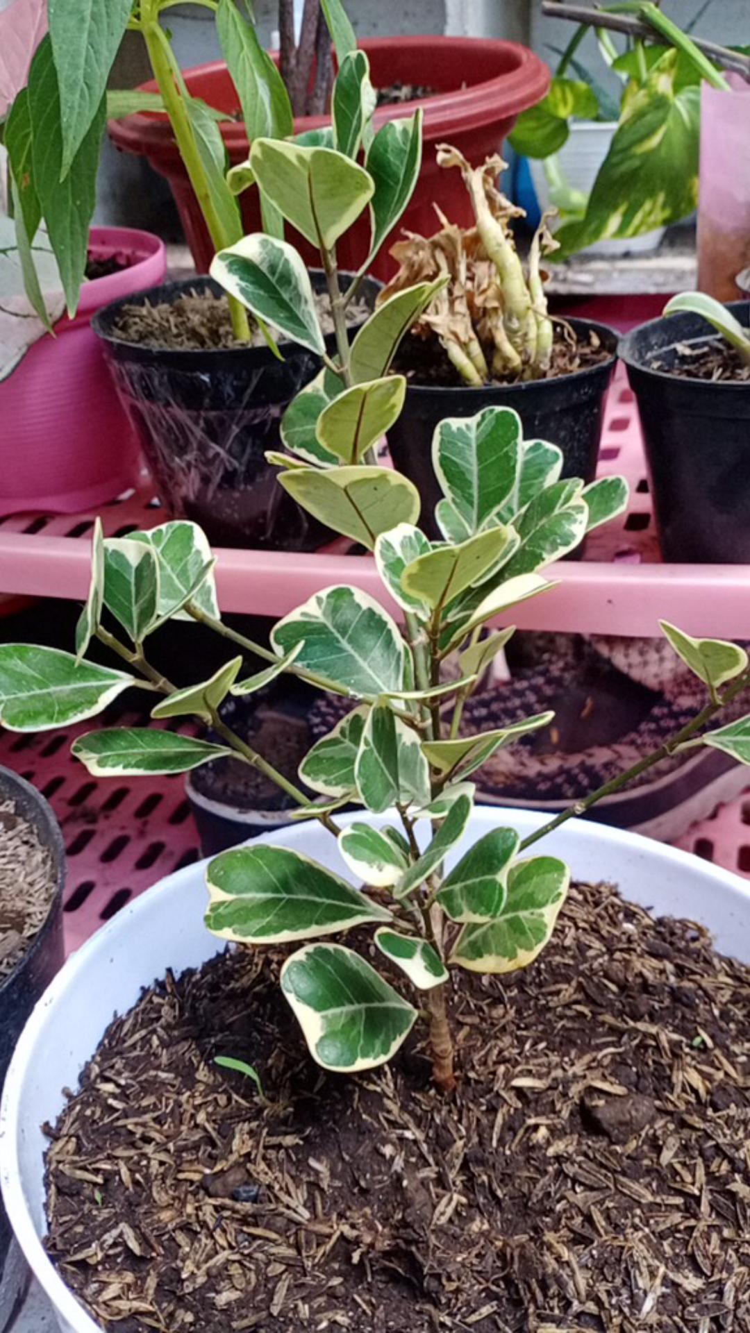 Tanaman hias Ficus triangularis | Shopee Indonesia