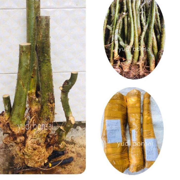 2.2 FLASH SALE Bahan bonsai serut buat grouping sepesial meliuk