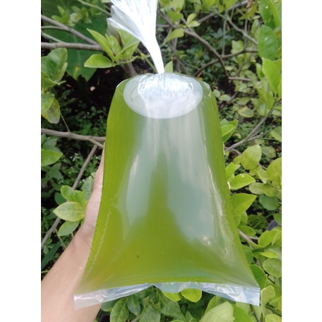 Green Water || Starter Chlorella Pakan Budidaya Kutu Air 1 Liter