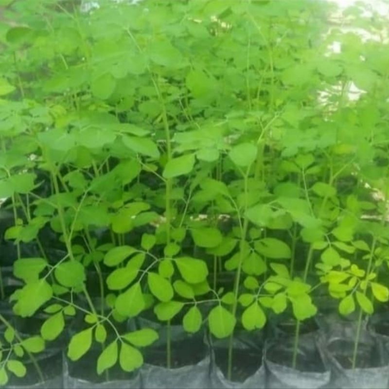 Pohon Kelor-Bibit Pohon Kelor/Tanaman Pohon Daun Kelor