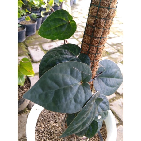 Tanaman hias - Sirih Hitam