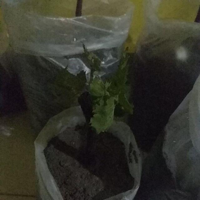 Bibit Tanaman Buah Durian Montong