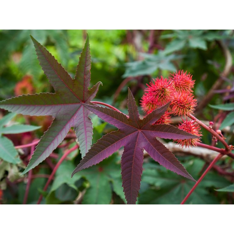 Benih Bibit Biji - Castor Oil Plant / Red Gibsonii Impala Red / Tanaman Jarak Merah (Ricinus communis) Seeds - IMPORT