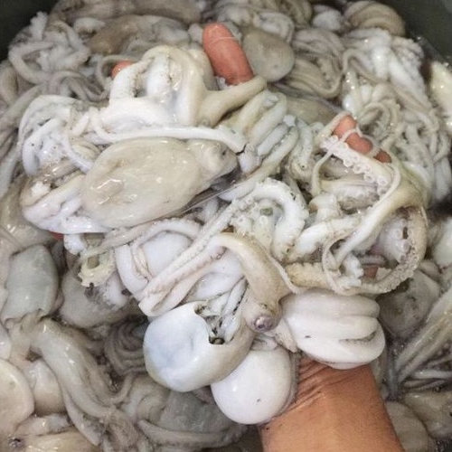 

Gurita Konsumsi Seafood Segar feat Sotong & Cumi-Cumi