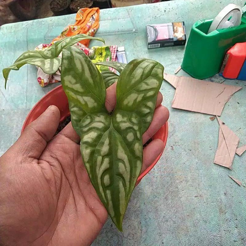 tanaman hias keladi tattoo termurah