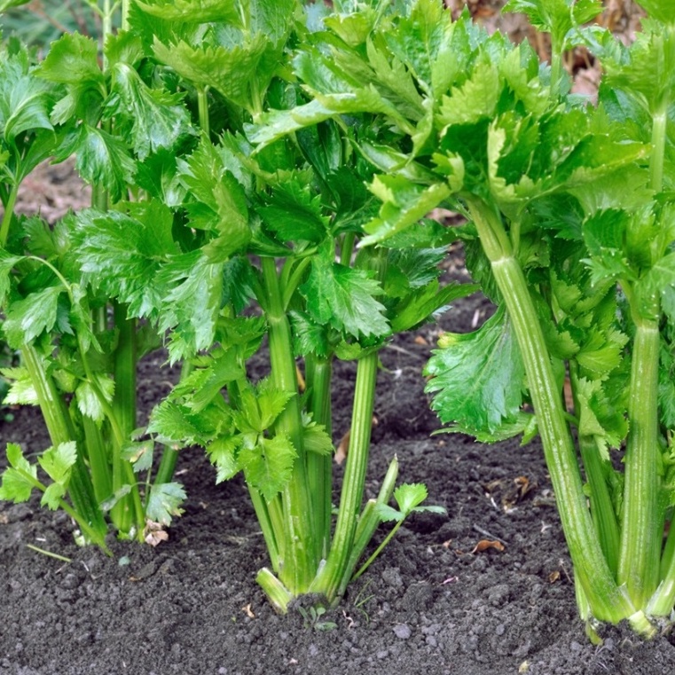 250 Bibit Seledri Batang Besar Tall Utah Benih Tanaman Sayuran Celery Stick Premium Super Unggul-4