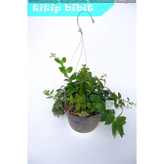 Tanaman gantung Lipstik Jakarta Merah indoor BERGARANSI