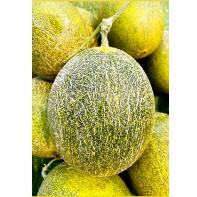 

Melon Sunray