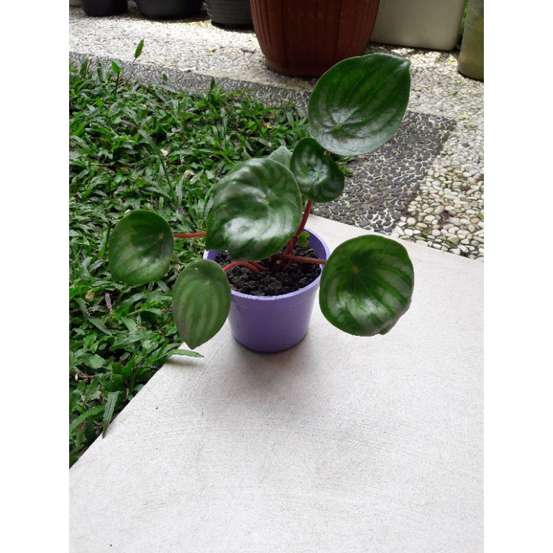 

pepperomia watermelon