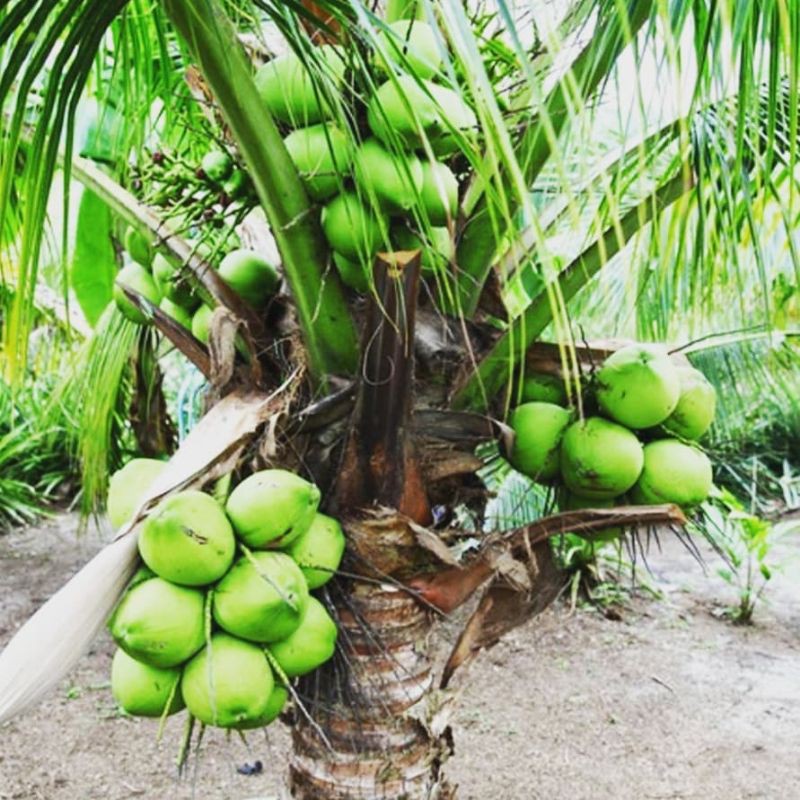 BIBIT KELAPA WULUNG ASLI SUPER GENJAH