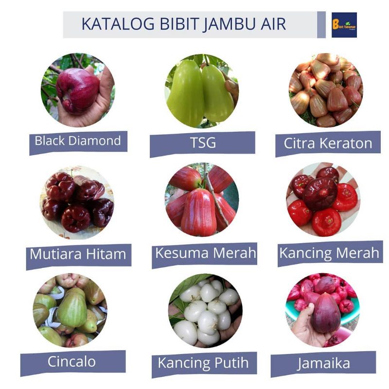 Boster Pupuk Bibit jambu air dan Jambu biji bisa membuat bibit cepat berbuah dan melebatkan buah