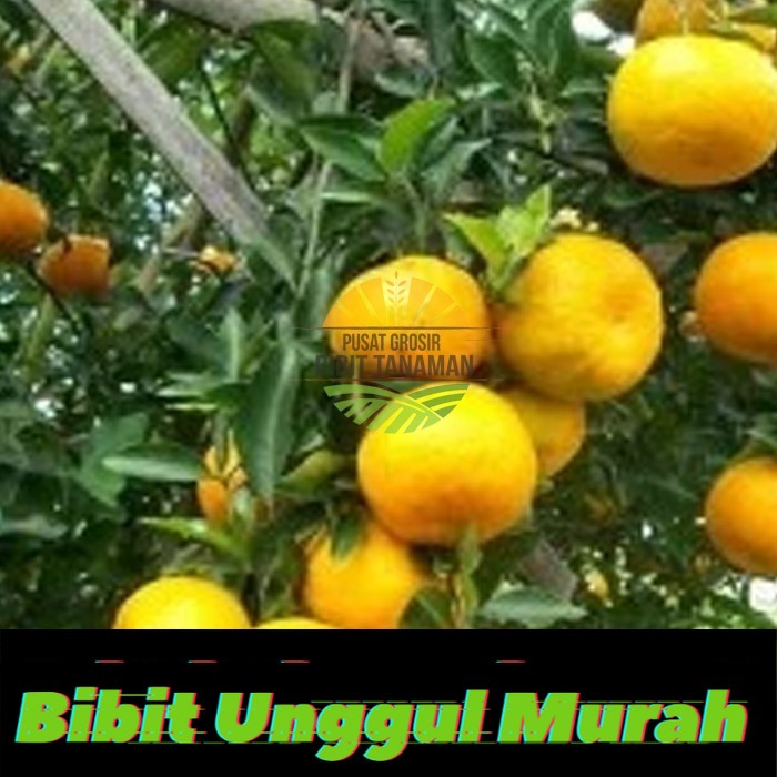 bibit jeruk siam madu