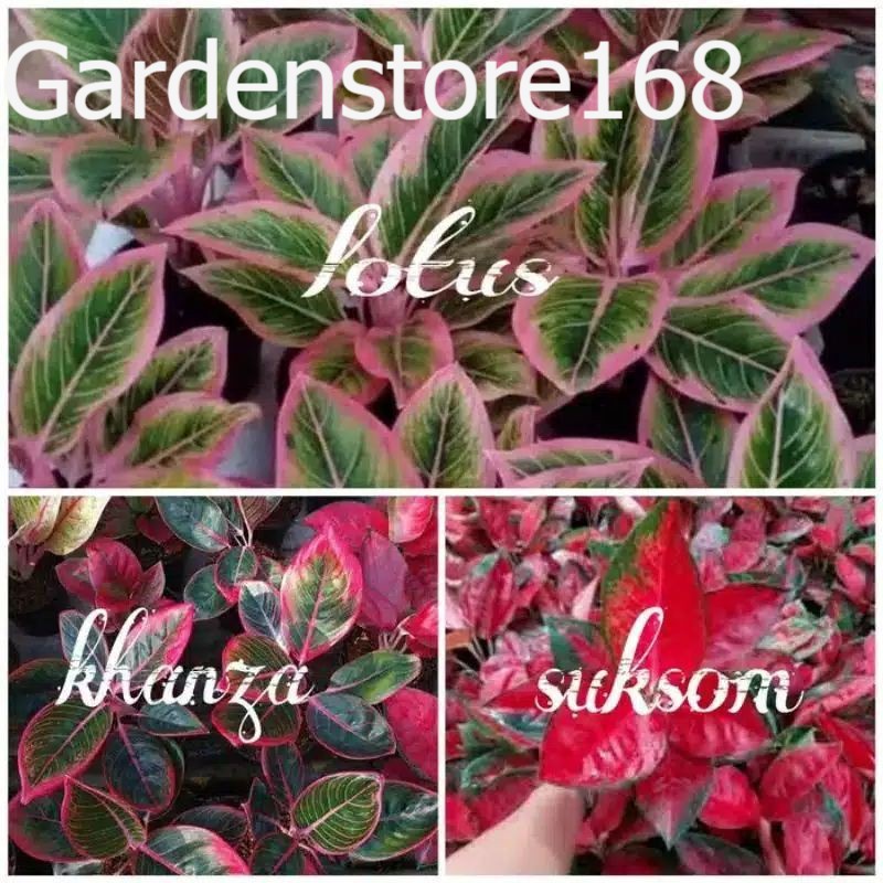 Promo Baru 2 Bibit Aglonema suksom jaipong - lotus - khanza Bibit asli original