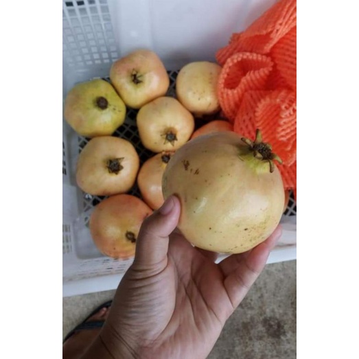 

Delima Merah 1 kg