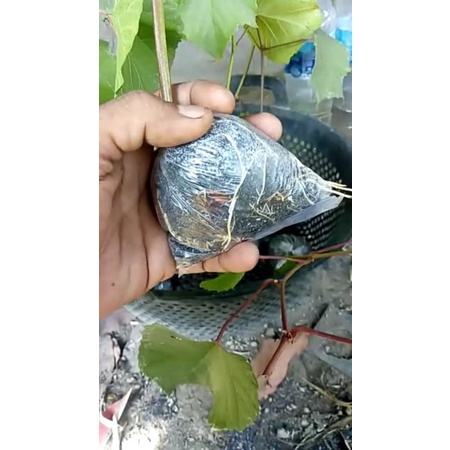 Anggur Kober 5bb untuk rootstock(cod)
