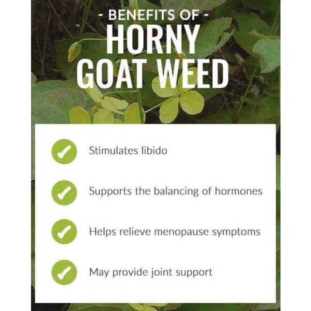 Horny Goat Weed Ginger Tea : Epimedium Leaf With Ginger 30 Tea Bag