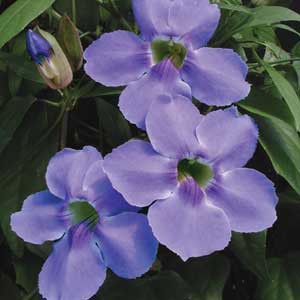 TANAMAN BUNGA THUNBERGIA BIRU