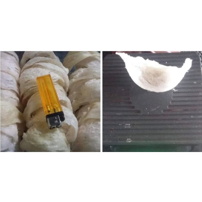 sarang burung walet asli