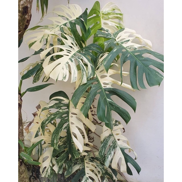 Promo bibit tanaman hias monstera king varigata / bonggol monstera king varigata