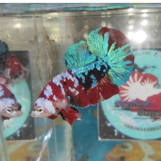 

Ikan Cupang Red Koi Galaxy.