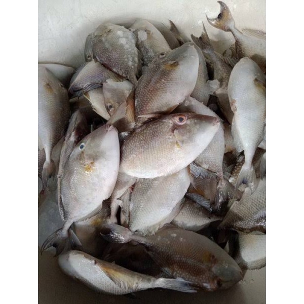 

IKAN MURAH/IKAN KAMBING/IKAN AYAM SEGAR (HARGA PER KG)