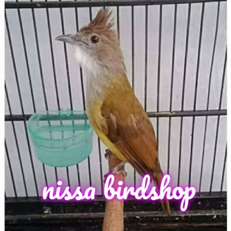 burung cucak jenggot jawa rawatan