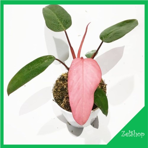 Philodendron Pink Dark Lord / Philo Dark Lord Pink Beauty
