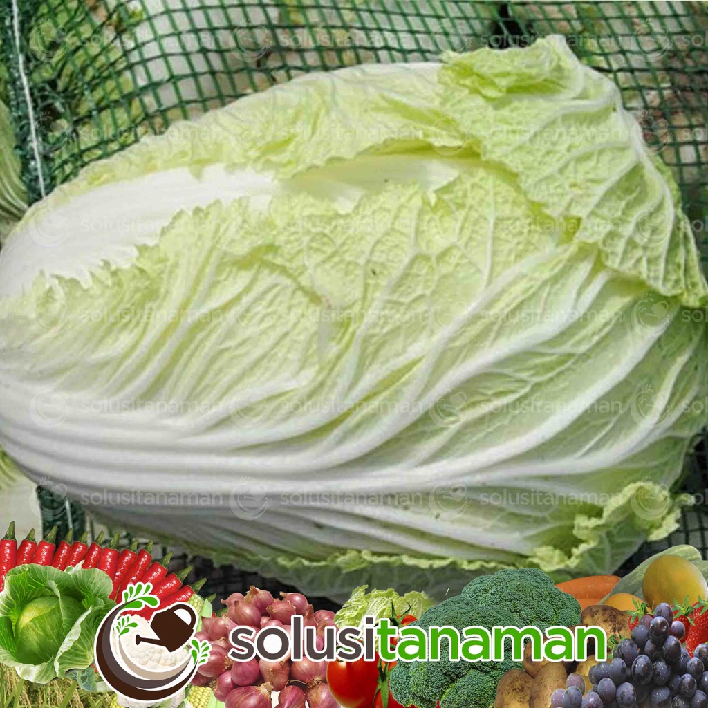 Benih Sawi Putih Belona Chinese Cabbage F1 10gr 8.000 Biji Bibit Sawi Putih Belona Benih Sawi Ta