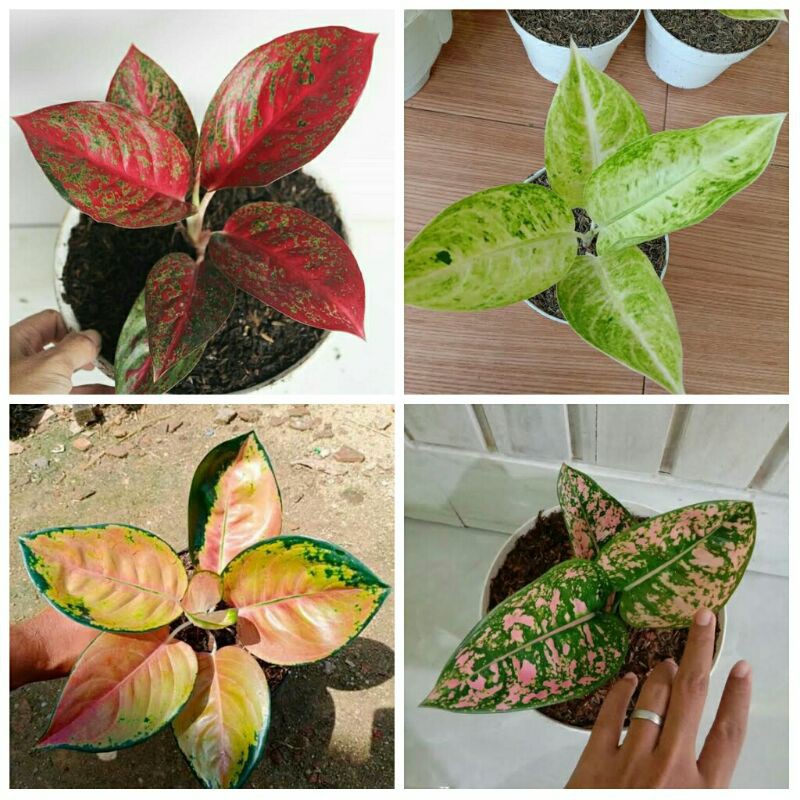 paketan 4 aglonema stardus merah, big roy putih, sultan brunai, ruby compacta.